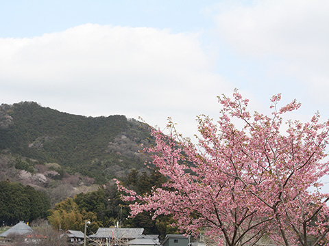 日和田山を遠景に撮ったカワヅザクラ