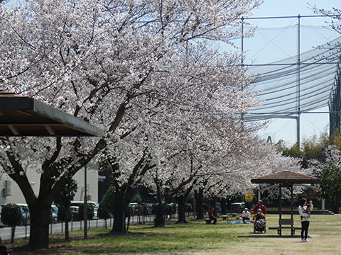 ベイシアの桜