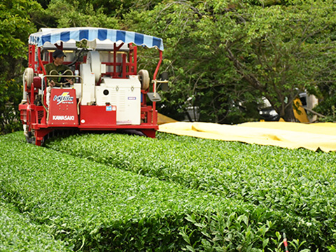 島田園にて収穫機による茶葉収穫している場面