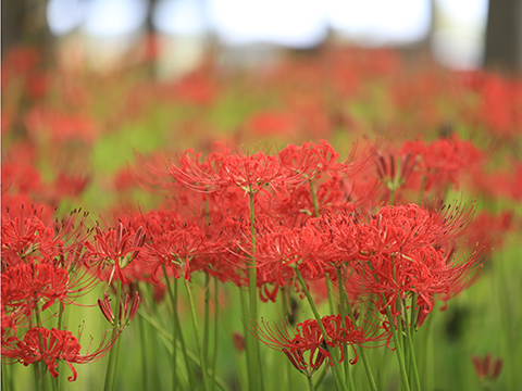 曼珠沙華