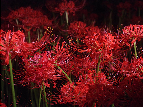 曼珠沙華