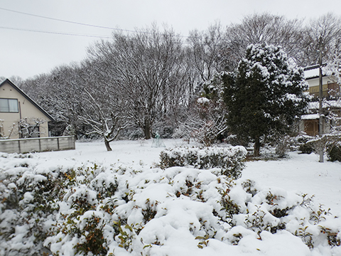 初雪により一面真っ白くなるほど積もった光景