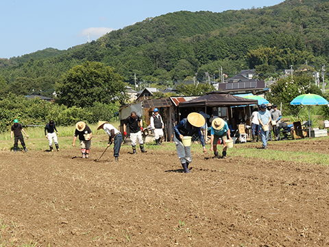 巾着田の畑で種をまく巾着田サポーターズと参加者たち